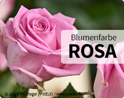 Rosa Blumen und Ihre Bedeutung