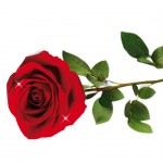 large_Einzelrose_Amor_rosso_Passion_in_edler_Verpackung