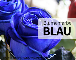 Blaue Blumen online bestellen und verschenken