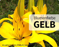 Gelbe Blumen online bestellen