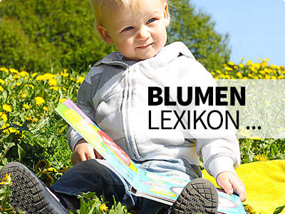 Alles Wissenswerte zum Thema Schnittblumen