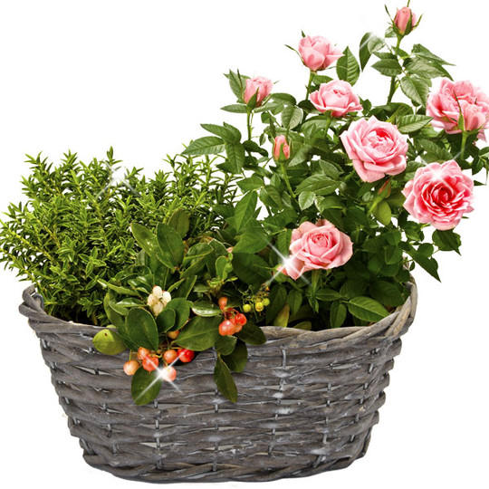 Rasa Rosen online bestellen Zimmerpflanzen & Topfpflanzen Blumen