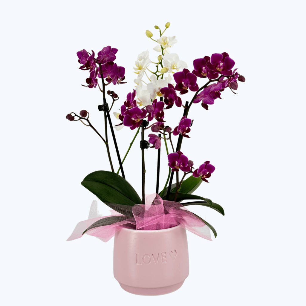 Cocktail Orchidee mit lila und weißen Blüten im Keramiktopf Love mit Dekovlies