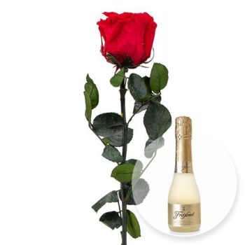 Eine_haltbare_rote_Rose_und_Freixenet_Semi_Seco