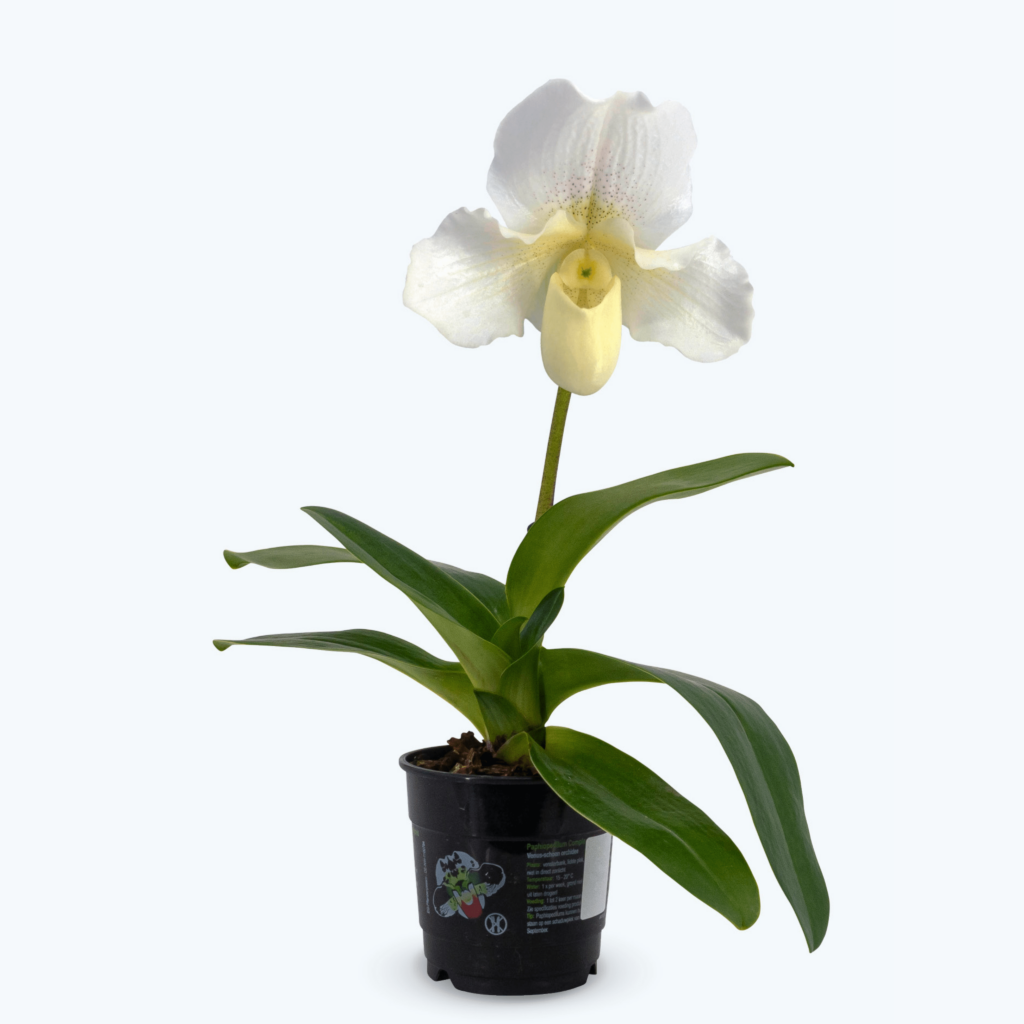 Frauenschuh Orchidee White Lady