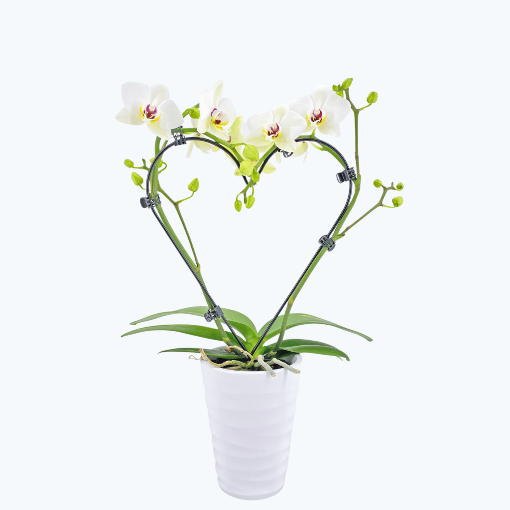 Herzförmige Table Dance Orchidee mit Keramik