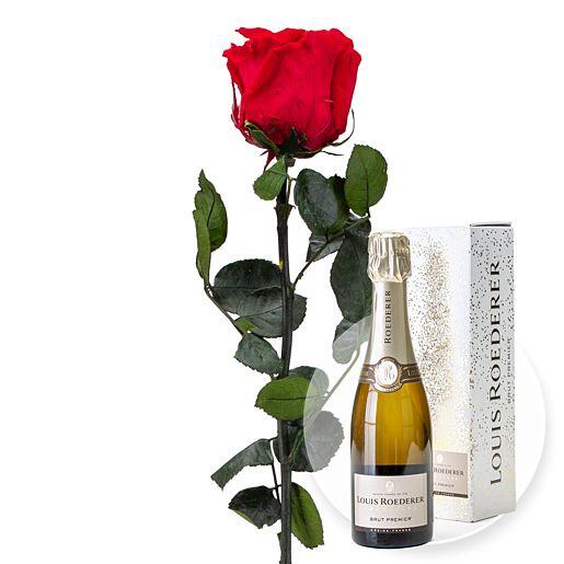 Langstielige Infinity-Rose in Rot mit Champagner Louis Roederer Brut Premier