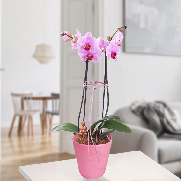 Orchidee in Pink mit Buddha