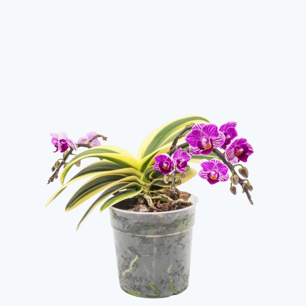 Phalaenopsis Vivien variegata