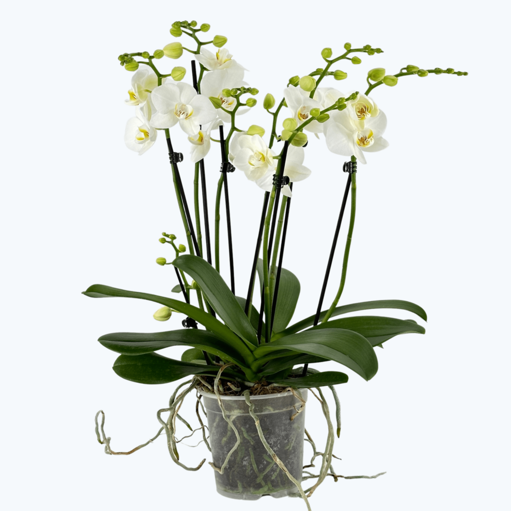 Phalaenopsis XXL weiß mit 4+ Rispen