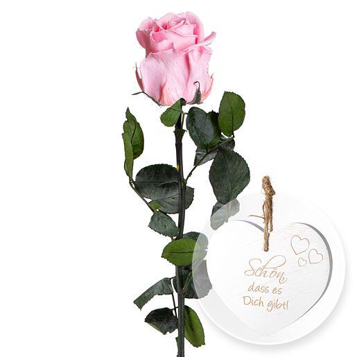 Rosa Infinity Rose mit Holz-Herz „Schön, dass es Dich gibt!“