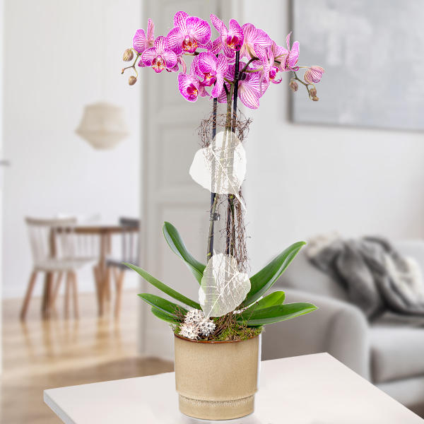 Rosa Orchidee mit pinkem Topf