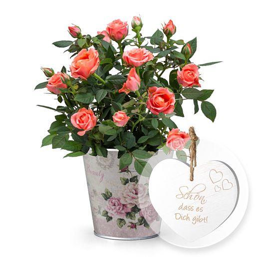 Rose im Topf mit Holz-Herz „Schön, dass es Dich gibt!“