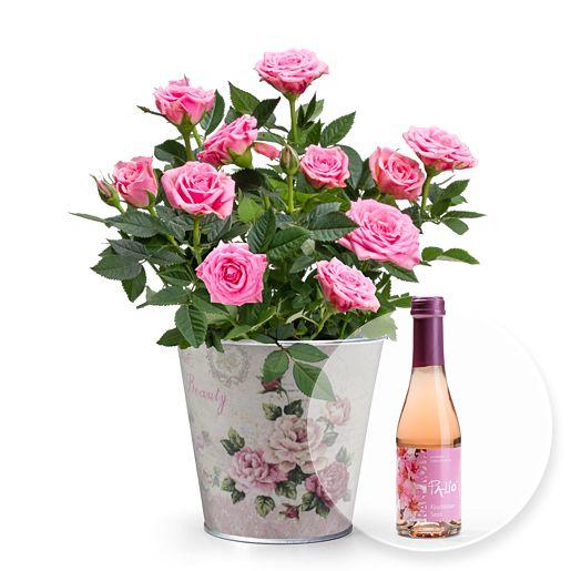 Rose in Rosa mit Übertopf und Kirschblüten-Secco