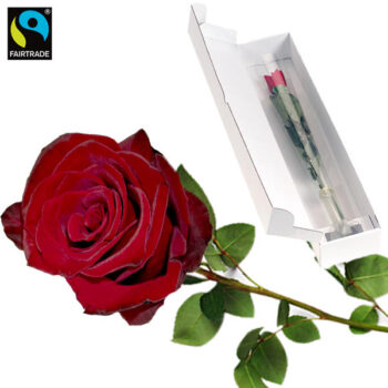 Rote_Einzelrose_von_FAIRTRADE