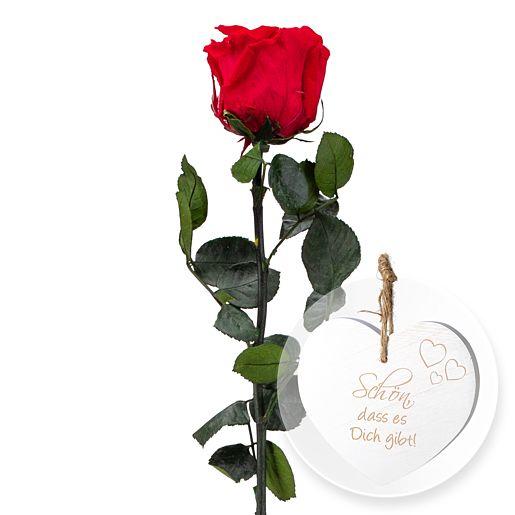 Rote dauerhaft haltbare Rose mit Herz „Schön, dass es Dich gibt!“