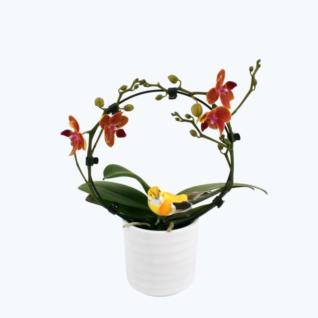 Rundbogen Orchidee Allen mit orangenen Blüten, Keramik und Dekovogel