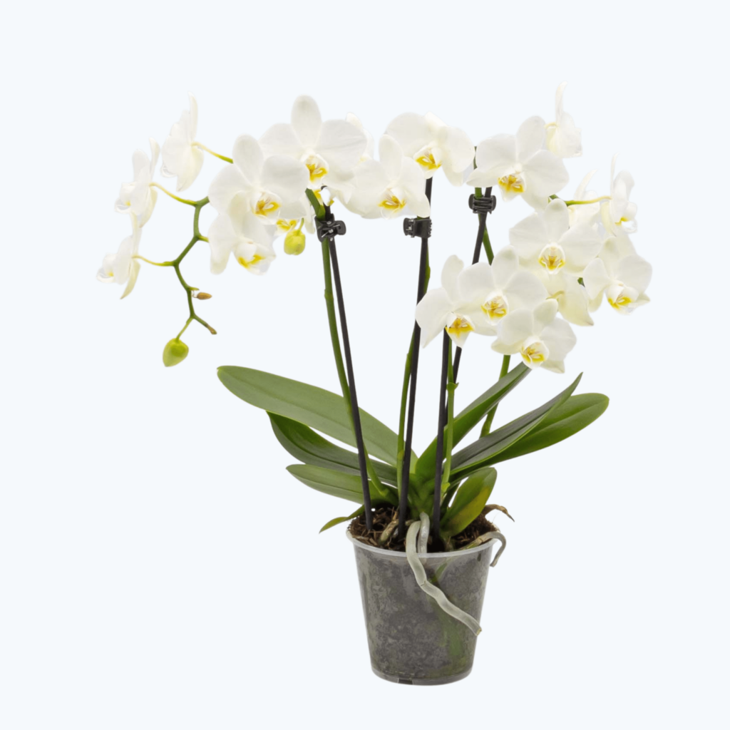 Table Dance Orchidee mit weißen Blüten und 4+ Stielen