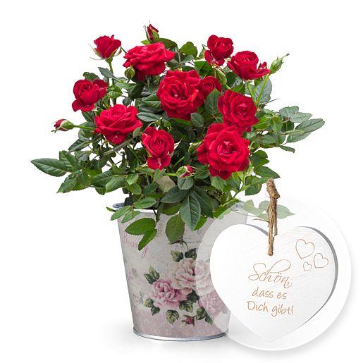 Topf Rose in Rot mit Herz-Aufhänger „Schön, dass es Dich gibt!“