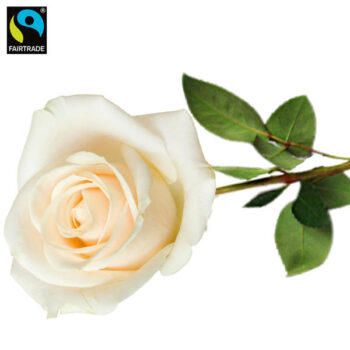 Weisse_Einzelrose_von_FAIRTRADE