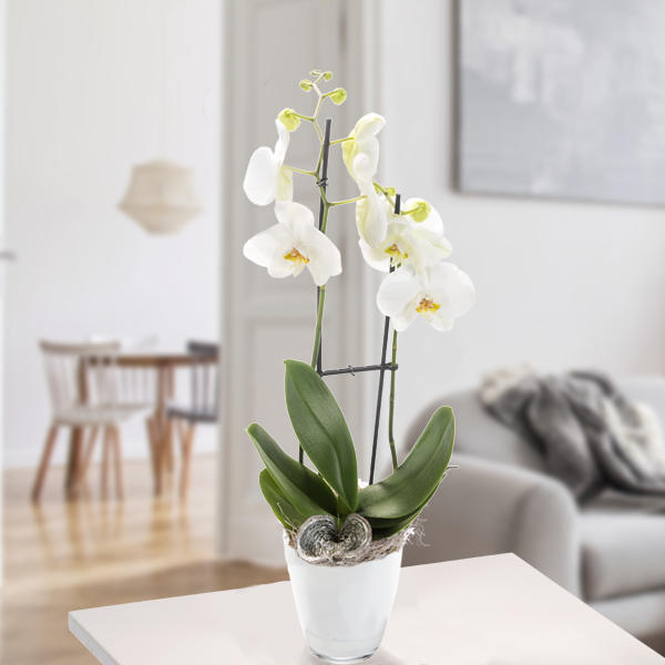 Weiße Orchidee in weißem Topf