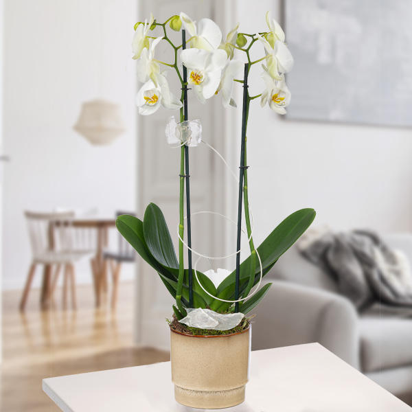 Zauberhafte weiße Orchidee mit beigem Topf