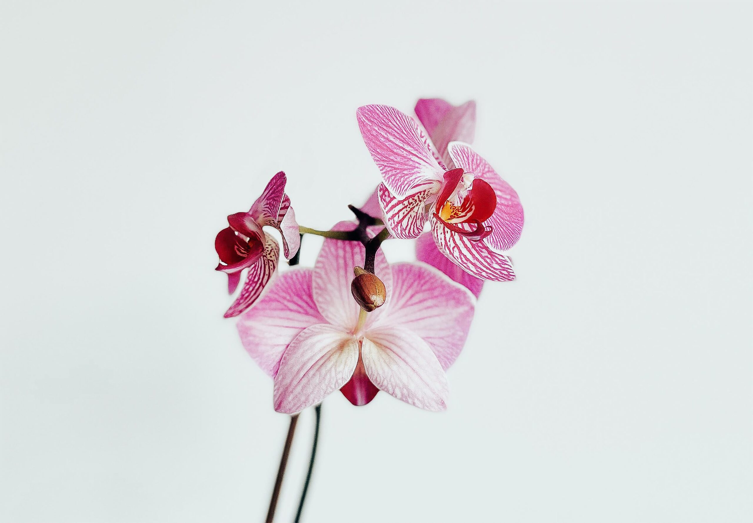 Orchideen online bestellen und liefern lassen!