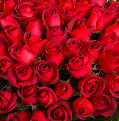 Rote Rosen und ihre Bedeutung