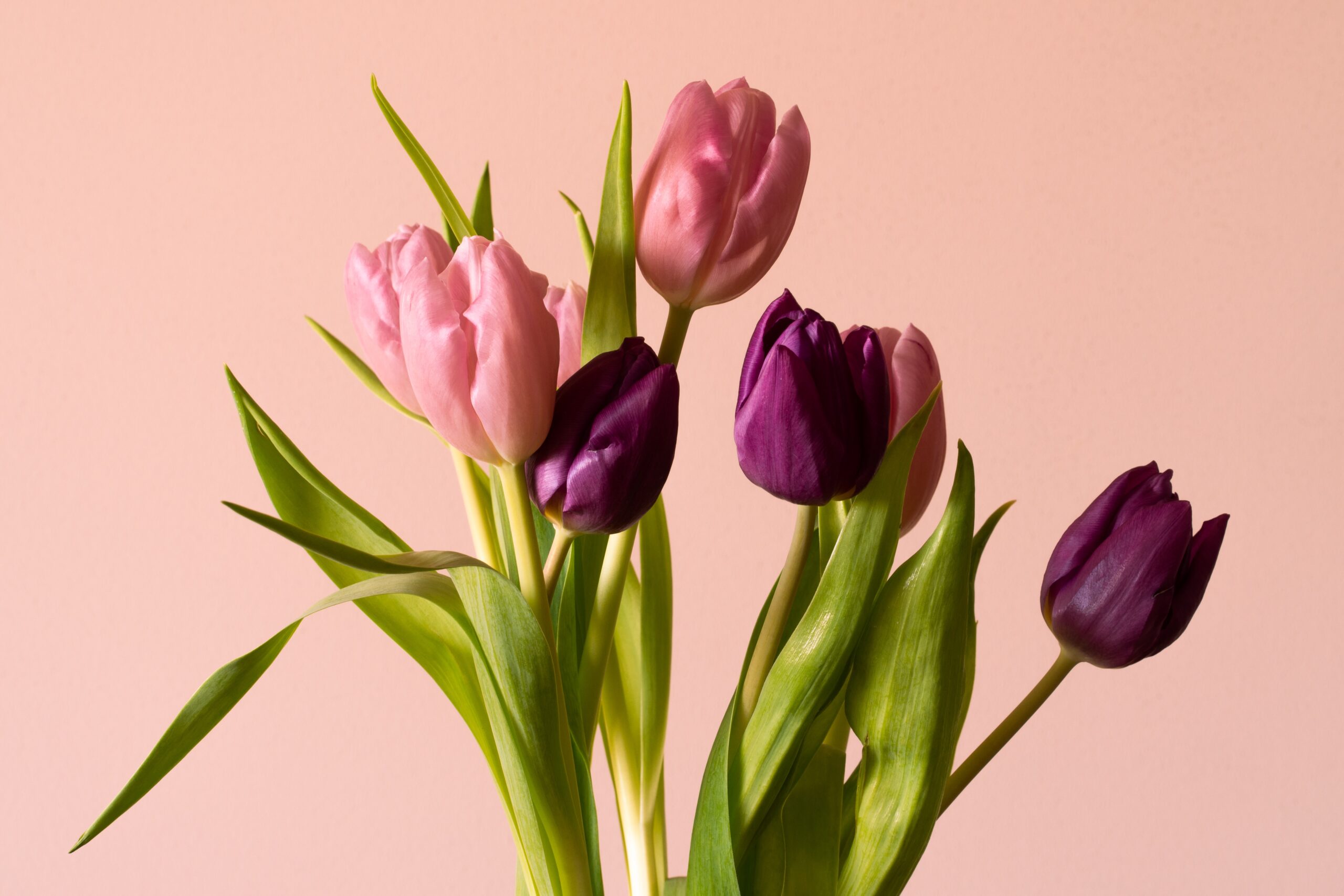 Tulpen online bestellen im online Blumenversand